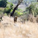 TZA MAR SerengetiNP 2016DEC24 LemalaEwanjan 026 : 2016, 2016 - African Adventures, Africa, Date, December, Eastern, Lemala Ewanjan Camp, Mara, Month, Places, Serengeti National Park, Tanzania, Trips, Year